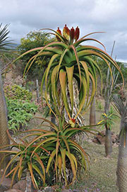 Aloe helenae